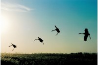 藏品(〈鶴系列〉)的圖片