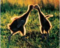 藏品(〈鶴系列〉)的圖片