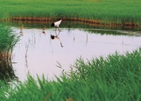 藏品(〈鶴系列〉)的圖片