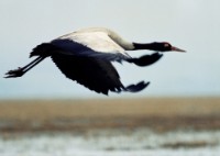 藏品(〈黑頸鶴〉)的圖片