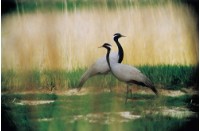 藏品(〈鶴系列〉)的圖片