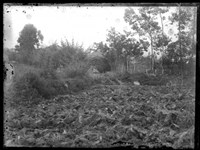 藏品(金淼寫真舘玻璃版底片147)的圖片