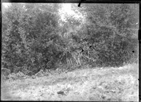 藏品(金淼寫真舘玻璃版底片282)的圖片