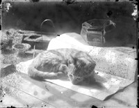 藏品(金淼寫真舘玻璃版底片425)的圖片