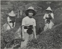 藏品(〈三峽茶園〉)的圖片