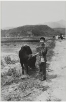 藏品(〈牧童〉)的圖片