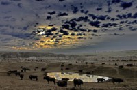 藏品(〈牧場風雲〉)的圖片