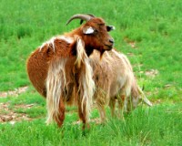 藏品(〈喀什米爾山羊〉)的圖片