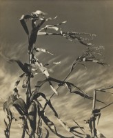 藏品(風(動))的圖片