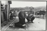 藏品(〈養豬的人〉)的圖片