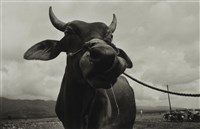 藏品(〈赤牛垂涎〉)的圖片