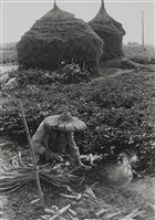 藏品(〈薯園午景〉)的圖片