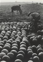 藏品(〈河床上的西瓜田（西瓜豐收時）〉)的圖片