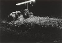 藏品(〈夜收〉)的圖片