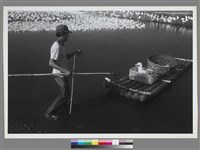 藏品(〈養鴨人家〉 )的圖片