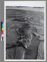 藏品(〈擔擔千滴汗〉 )的圖片