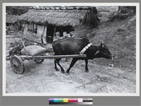 藏品(〈平地牛車〉 )的圖片