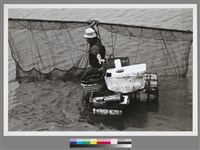 藏品(〈網蝦苗〉)的圖片