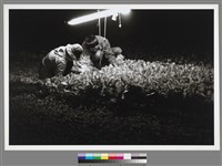 藏品(〈夜收〉)的圖片