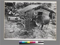 藏品(〈家，來義鄉(高山下移系列)〉)的圖片