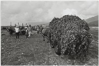 藏品(劉安明作品180)的圖片