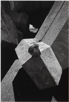 藏品(〈黑手套〉)的圖片