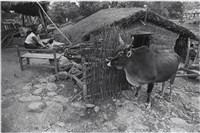 藏品(〈家，來義鄉(高山下移系列)〉)的圖片