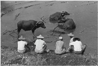 藏品(劉安明作品253)的圖片