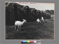 藏品(〈八卦窯前好放羊(廢窯前)〉)的圖片