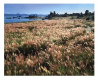 藏品(〈Mono Lake，加州〉)的圖片