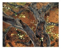 藏品(〈沙漠，猶他州〉)的圖片