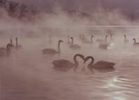 藏品(天鵝之歌系列1)的圖片