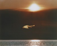 藏品(天鵝之歌系列2)的圖片