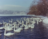 藏品(天鵝之歌系列5)的圖片