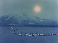 藏品(天鵝之歌系列6)的圖片