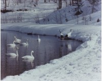 藏品(天鵝之歌系列8)的圖片