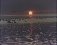 藏品(天鵝之歌系列9)的圖片