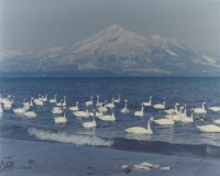 藏品(天鵝之歌系列11)的圖片