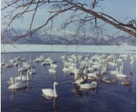 藏品(天鵝之歌系列12)的圖片