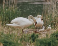 藏品(天鵝之歌系列16)的圖片