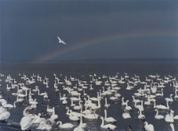 藏品(天鵝之歌系列18)的圖片