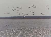 藏品(天鵝之歌系列19)的圖片