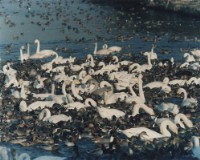 藏品(天鵝之歌系列20)的圖片