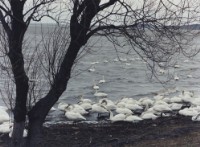 藏品(天鵝之歌系列21)的圖片