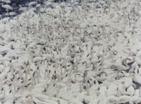 藏品(天鵝之歌系列22)的圖片