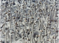 藏品(天鵝之歌系列23)的圖片