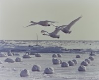 藏品(天鵝之歌系列24)的圖片