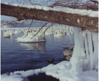 藏品(天鵝之歌系列25)的圖片