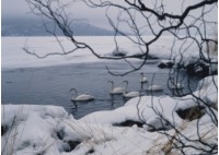 藏品(天鵝之歌系列27)的圖片