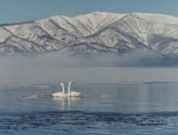 藏品(天鵝之歌系列28)的圖片